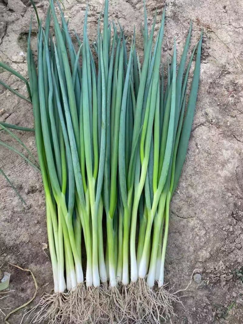大量小葱，四季葱，小葱基地，诚信经营，长年供应，