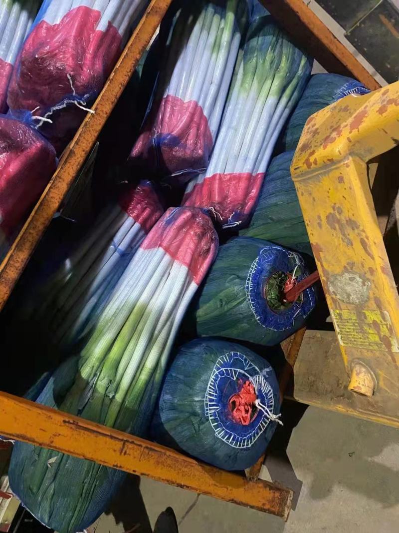 净葱毛葱山东基地一手货源直供全国对接电商欢迎咨询下单