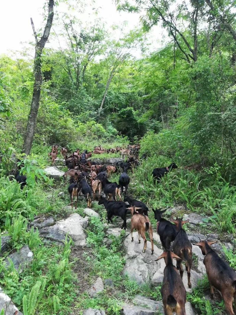 广东正宗黑山羊