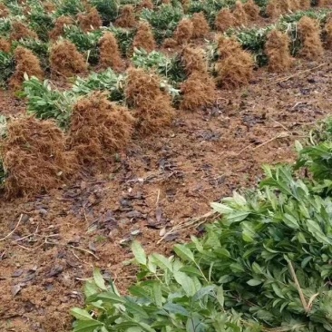 茶苗产地直供！苗好，粗壮，根系发达，成活率高，欢迎新老顾