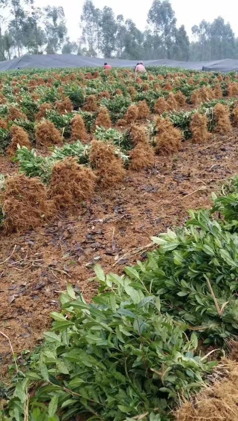 茶苗产地直供！苗好，粗壮，根系发达，成活率高，欢迎新老顾
