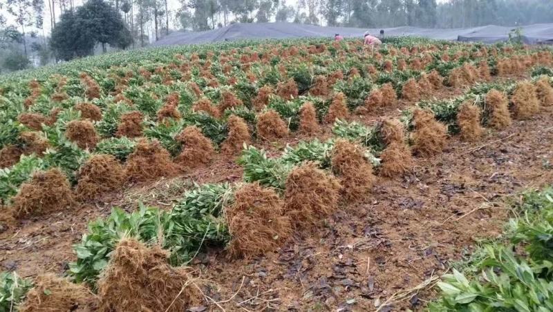 茶苗产地直供！苗好，粗壮，根系发达，成活率高，欢迎新老顾