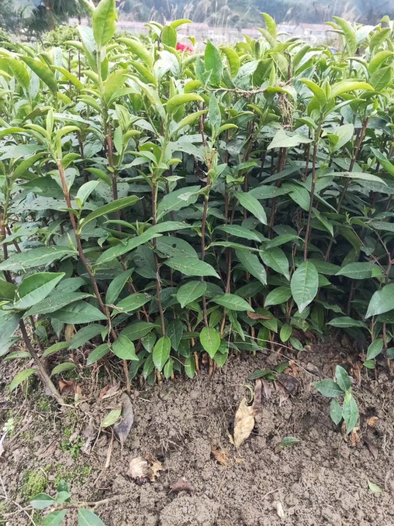 茶苗产地直供！苗好，粗壮，根系发达，成活率高，欢迎新老顾