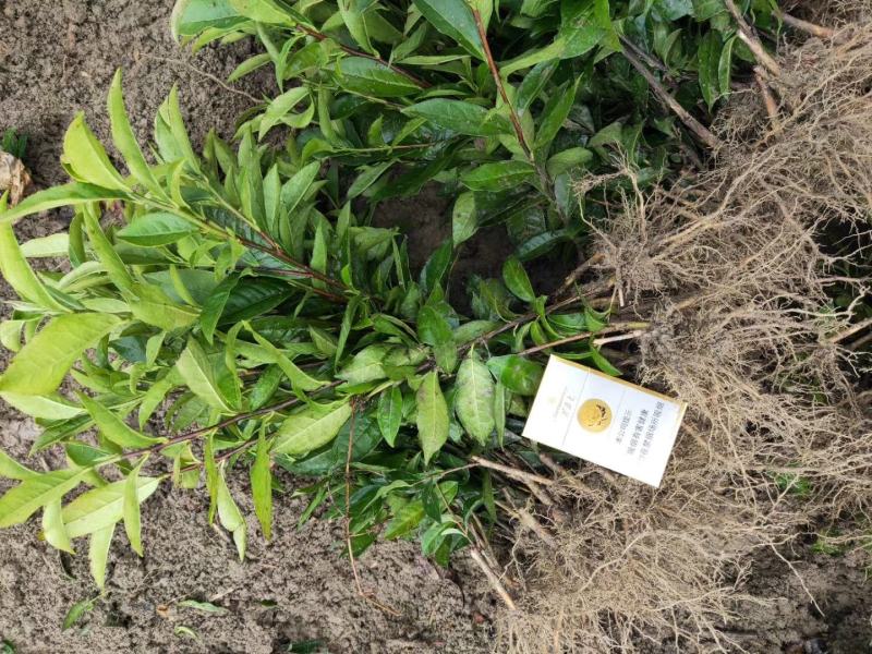 茶苗产地直供！苗好，粗壮，根系发达，成活率高，欢迎新老顾