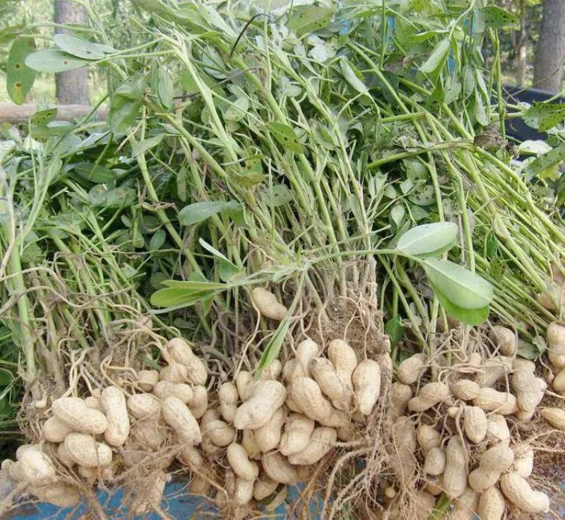 新花生出售，新鲜花生，新花生，质量好