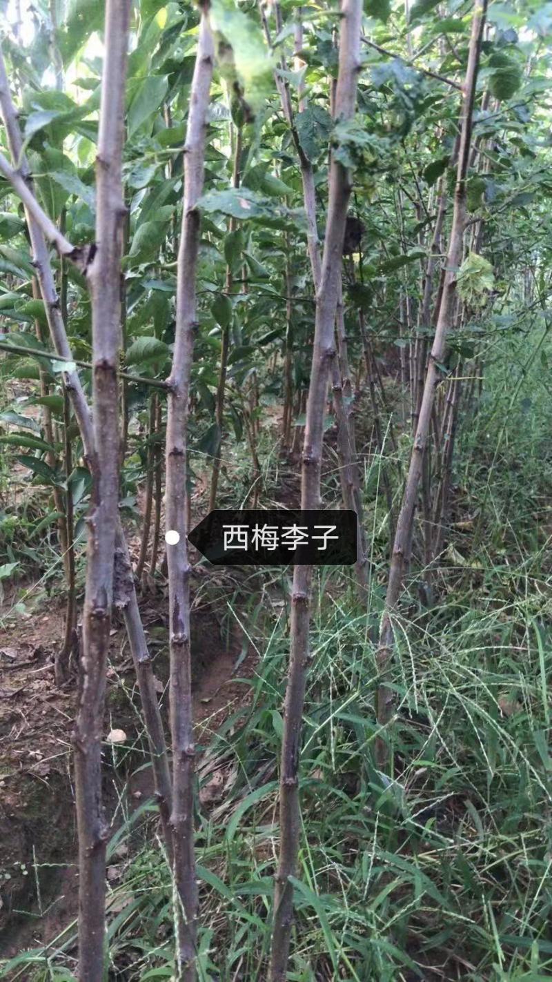 西梅李子，李子苗，大总统西梅，大红袍李子，吉盛李子
