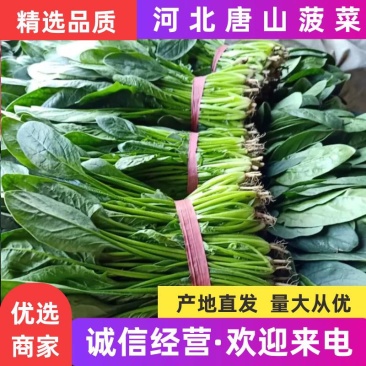 精品菠菜正大量上市中，质量好，不超高，欢迎来电咨询