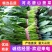 精品菠菜正大量上市中，质量好，不超高，欢迎来电咨询