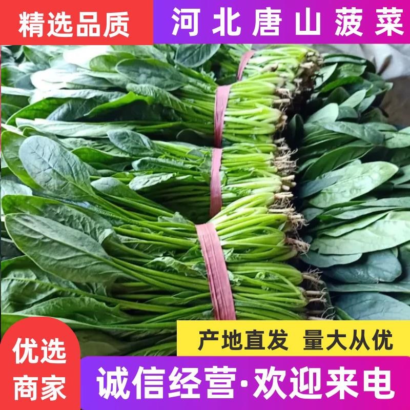 精品菠菜正大量上市中，质量好，不超高，欢迎来电咨询