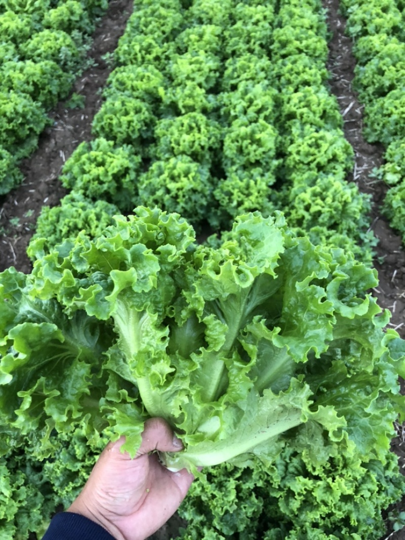 🔥邯郸精品生菜生菜大量有货，支持视频看货，产地直发！