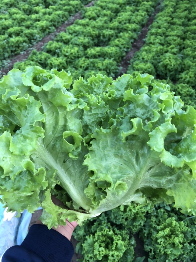🔥邯郸精品生菜生菜大量有货，支持视频看货，产地直发！
