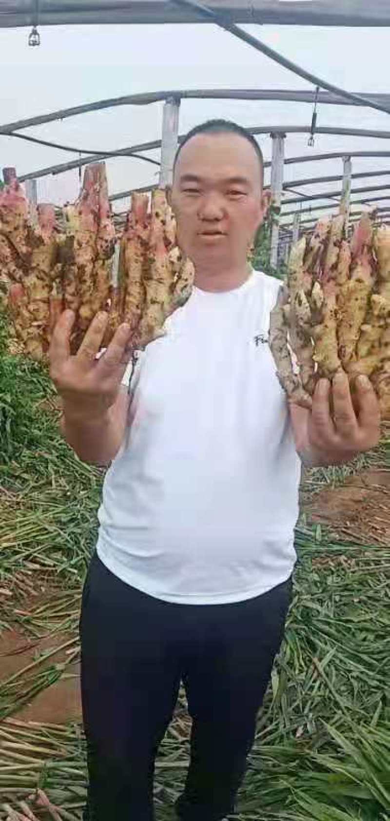 山东鲜姜大量上市了，货源充足，价格不高，全国发货