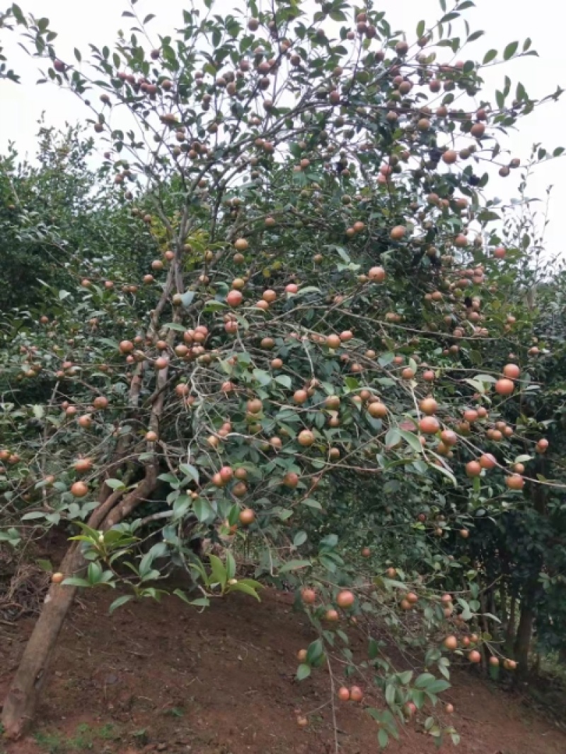 山茶油种植户，纯原生态，无过滤的山茶油，需要联系