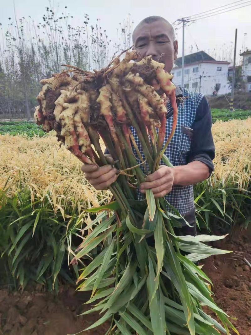 山东红牙鲜姜常年供应，价格便宜，全国发货