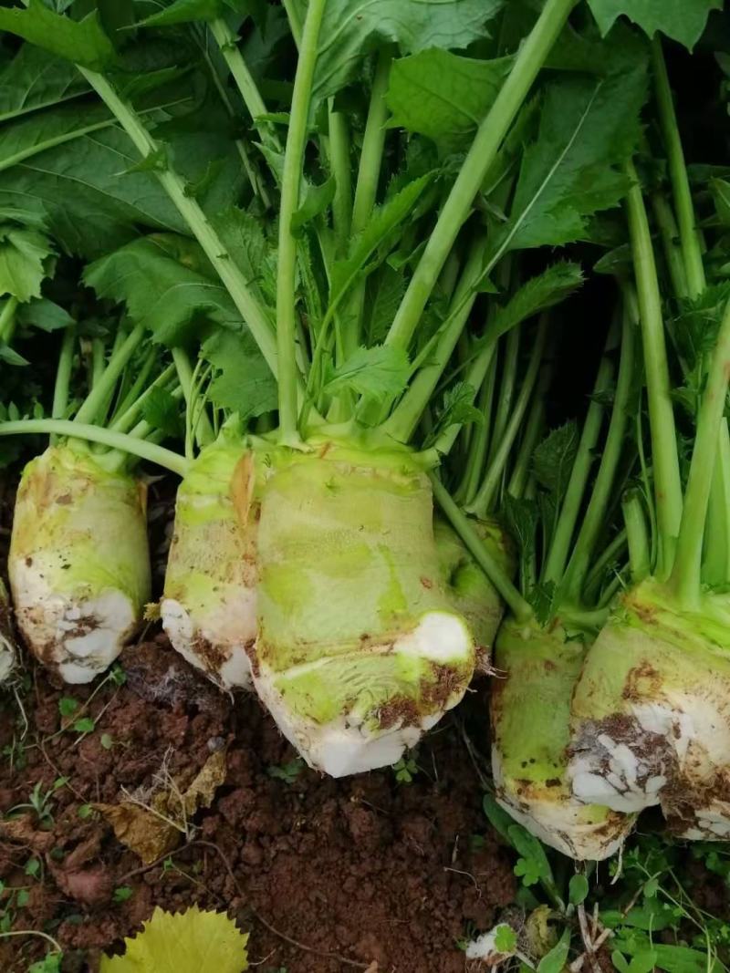 四川大头菜合包菜，货源充足量大优惠对接食品加工厂欢迎来电