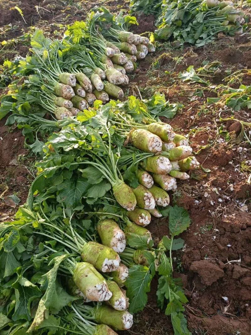 四川大头菜合包菜，货源充足量大优惠对接食品加工厂欢迎来电