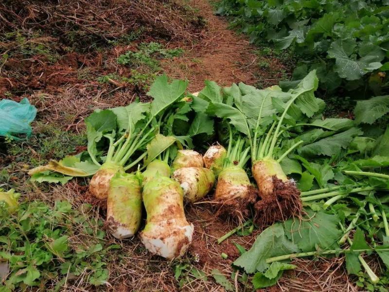 四川大头菜合包菜，货源充足量大优惠对接食品加工厂欢迎来电