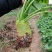 四川大头菜合包菜，货源充足量大优惠对接食品加工厂欢迎来电