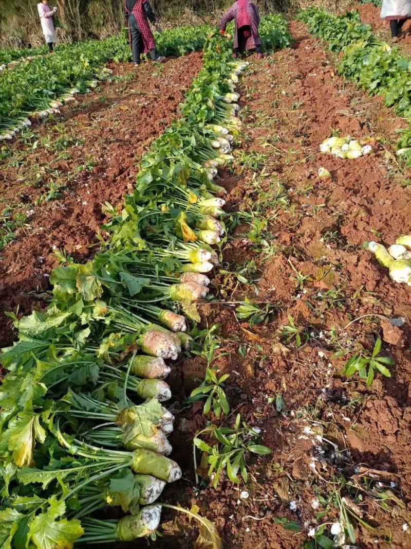 四川大头菜合包菜，货源充足量大优惠对接食品加工厂欢迎来电