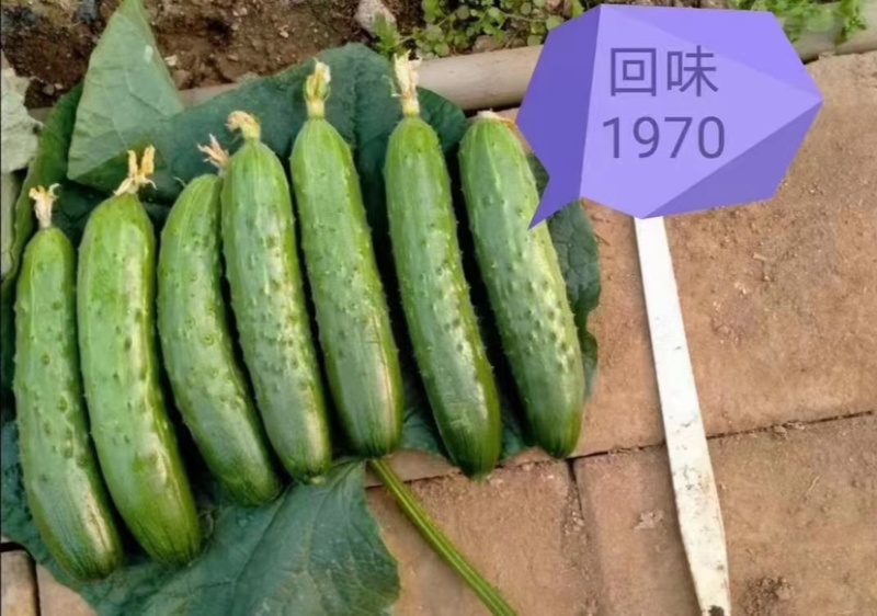 回味1970水果黄瓜种子辽宁强雌口感型黄瓜种子抗寒耐热