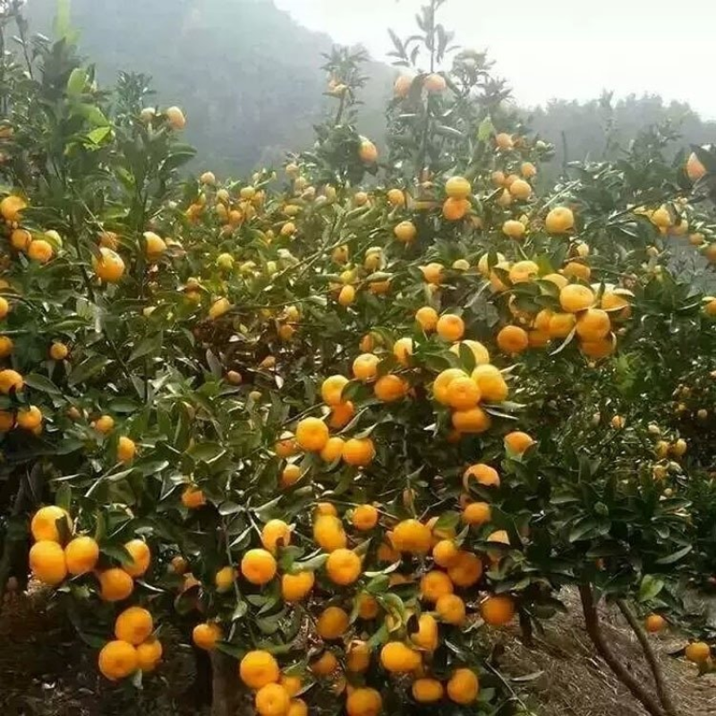 南丰贡桔叶桔果，肉饱满水分充足，口感甜化渣，产地货源