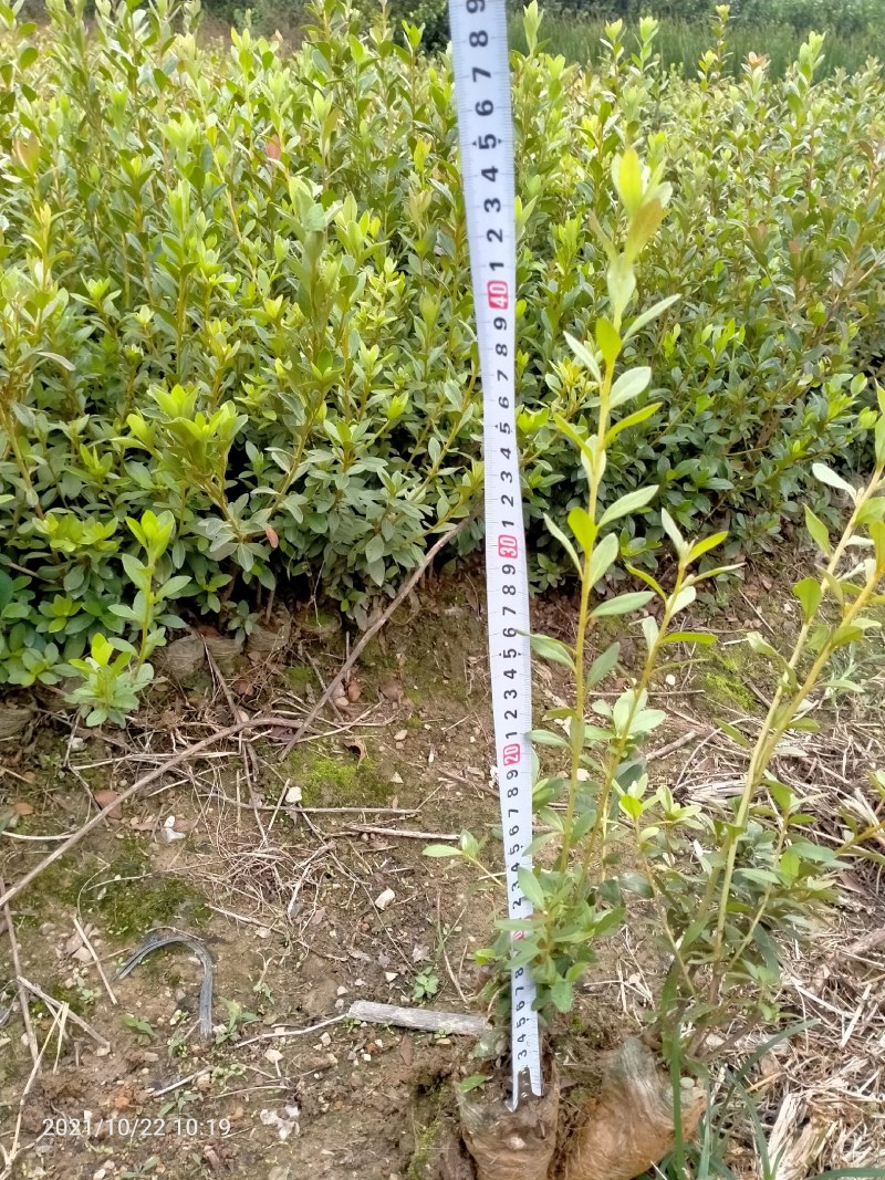 映山红苗，映山红小苗，映山红杯苗，广西映山红。