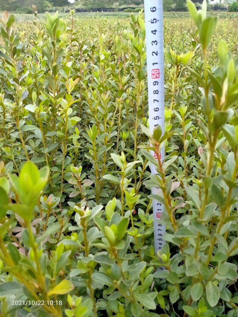 映山红苗，映山红小苗，映山红杯苗，广西映山红。