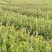 映山红苗，映山红小苗，映山红杯苗，广西映山红。