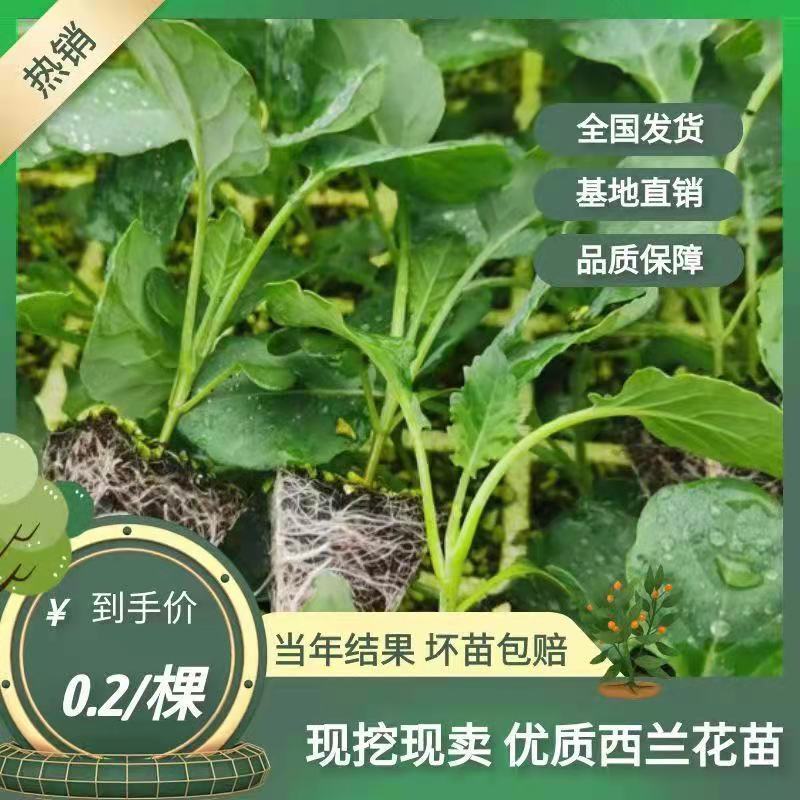 【荐】西兰花苗（青花）优质种苗产地直发一手货源价格可谈