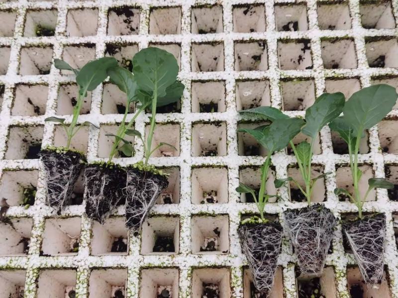 【荐】西兰花苗（青花）优质种苗产地直发一手货源价格可谈