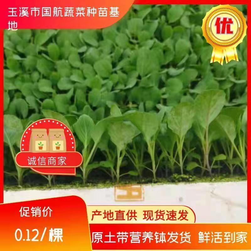 【精品货源】松花苗有机菜花苗青梗散花苗抗病能力强成活率99%