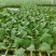 【精品货源】松花苗有机菜花苗青梗散花苗抗病能力强成活率99%