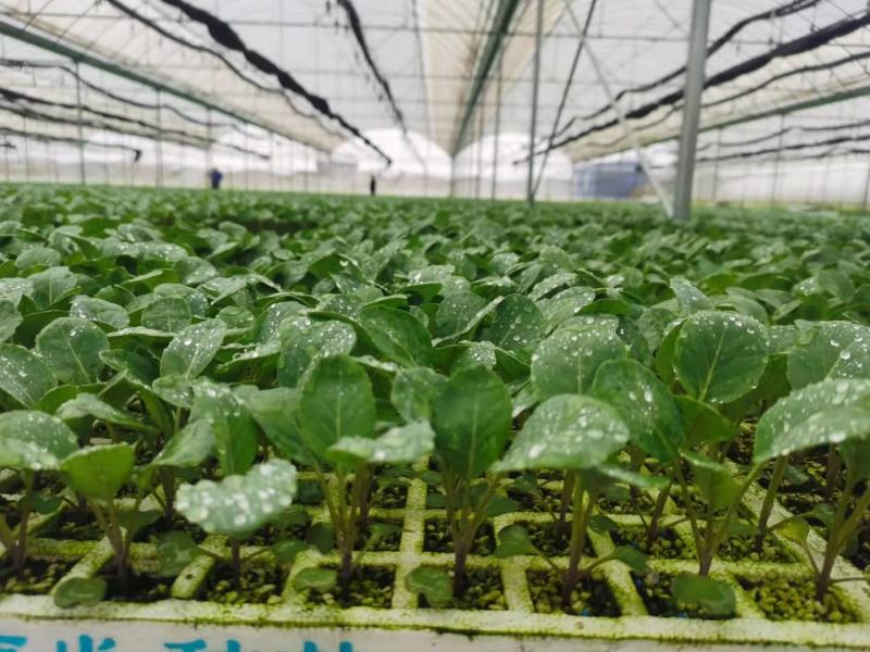 【精品货源】松花苗有机菜花苗青梗散花苗抗病能力强成活率99%