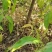 四照花小苗，香港秀丽四照花，四照花2年苗，1-3公分四照