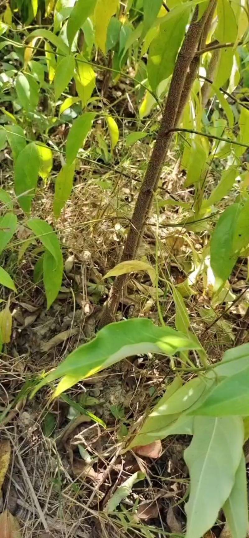 四照花小苗，香港秀丽四照花，四照花2年苗，1-3公分四照