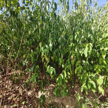 四照花小苗，香港秀丽四照花，四照花2年苗，1-3公分四照