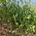 四照花小苗，香港秀丽四照花，四照花2年苗，1-3公分四照