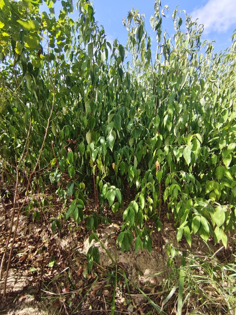 四照花小苗，香港秀丽四照花，四照花2年苗，1-3公分四照