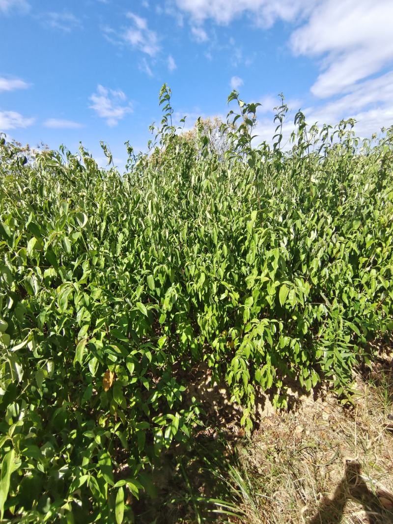 四照花小苗，香港秀丽四照花，四照花2年苗，1-3公分四照