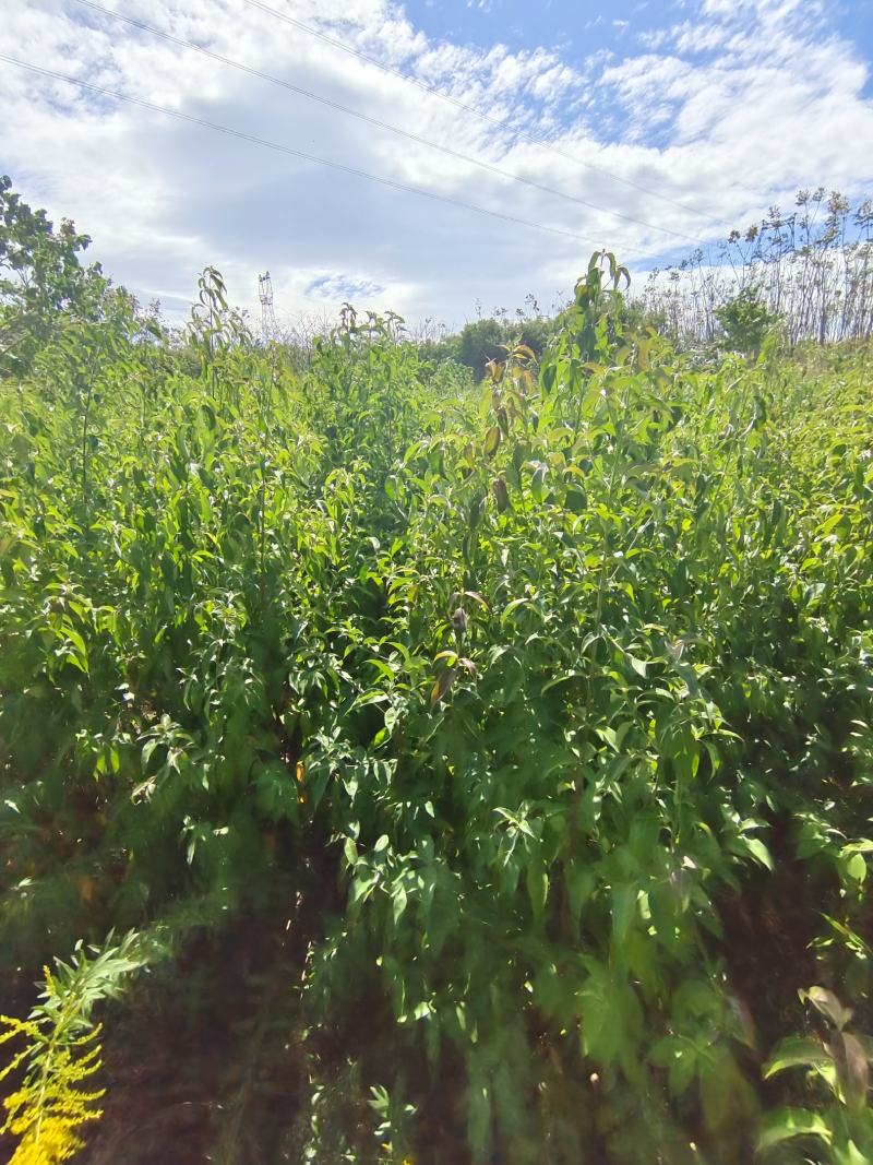 四照花小苗，香港秀丽四照花，四照花2年苗，1-3公分四照