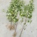 四照花小苗，香港秀丽四照花，四照花2年苗，1-3公分四照