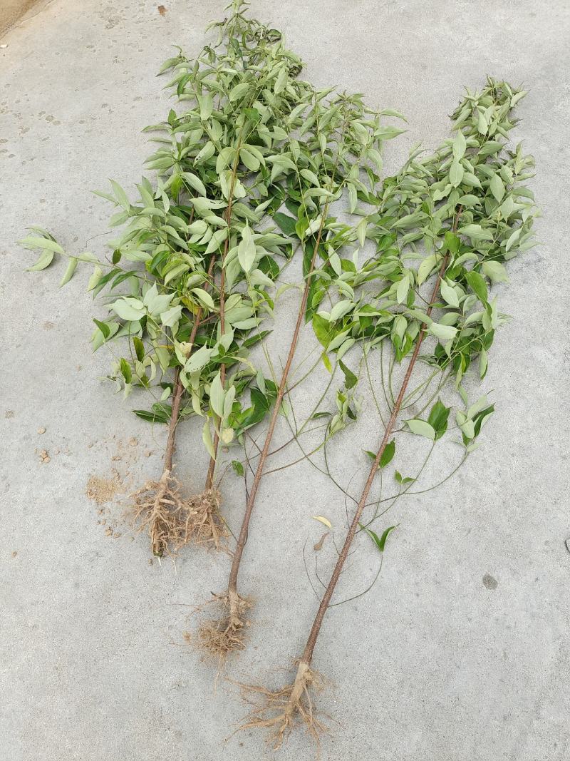 四照花小苗，香港秀丽四照花，四照花2年苗，1-3公分四照