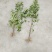 四照花小苗，香港秀丽四照花，四照花2年苗，1-3公分四照