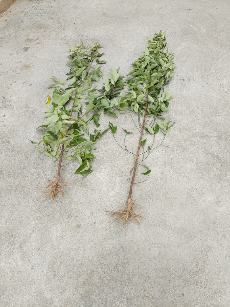 四照花小苗，香港秀丽四照花，四照花2年苗，1-3公分四照