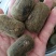 化州橘红压果假一赔三（产地直销）规格2.8cm量大从优