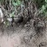 五叶爬山虎基地直供欢迎来实地考察合作恰谈。