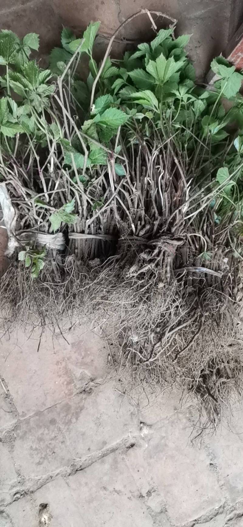 五叶爬山虎基地直供欢迎来实地考察合作恰谈。
