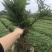楠竹一年苗30公分