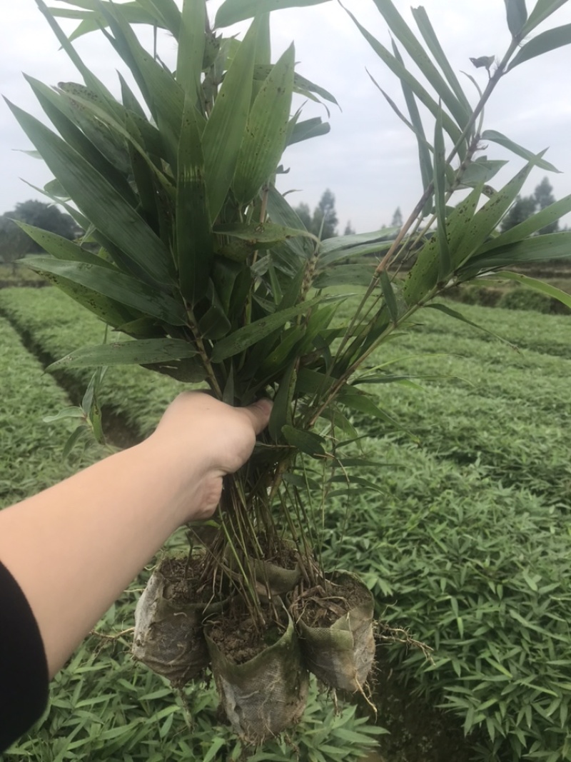 楠竹一年苗30公分
