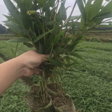 楠竹一年苗30公分